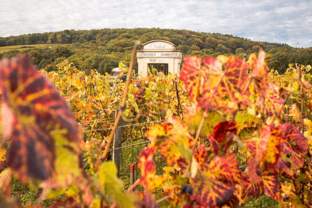Quaderno di Borgogna: Côte Chalonnaise e Mâconnais